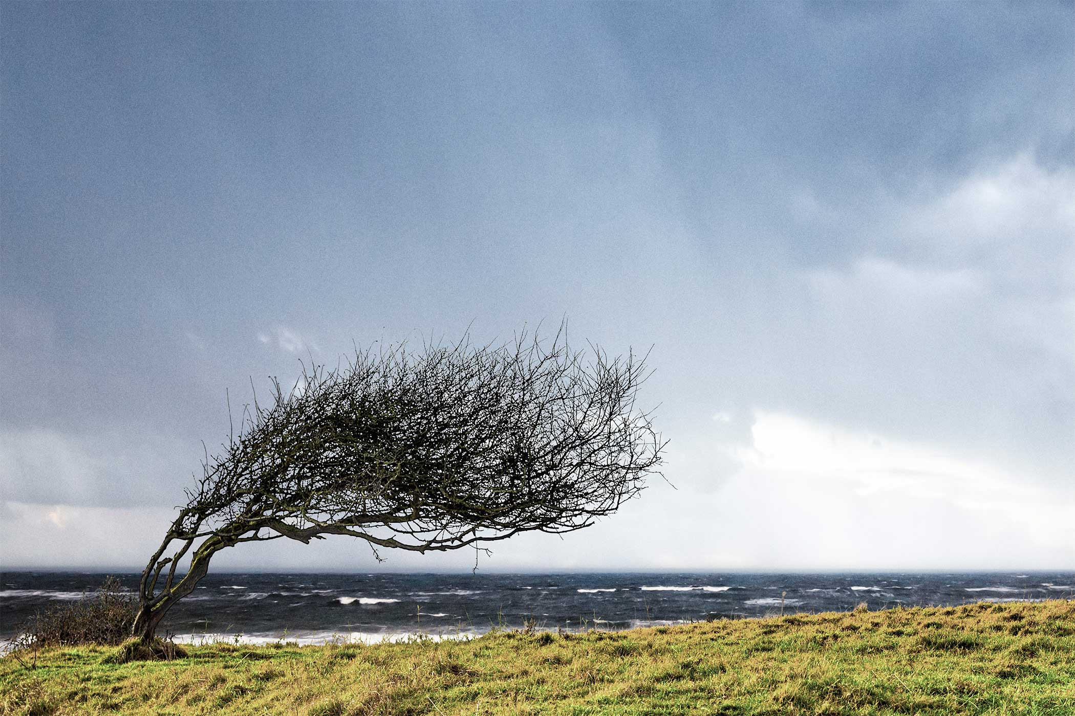Windy Tree Hurup